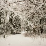 a snow covered path through a forest with lots of trees