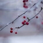 closeup photography of red buds