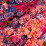 a close up of a bunch of flowers on a rock