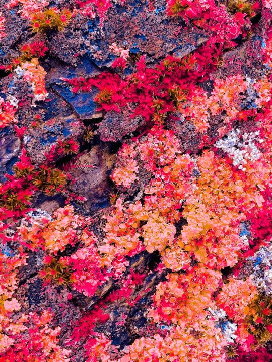 a close up of a bunch of flowers on a rock