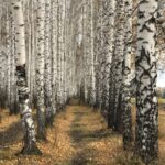 a path through a grove of white birch trees