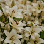 a close up of white flowers